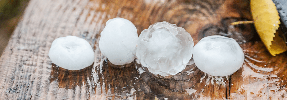 Golf-ball-sized hail pellets from Australia's hailstorm in January 2020, lined up in a row on a tree stump.
